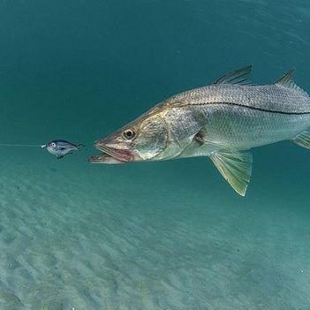 The Ones That Get Away: How Predatory Fish Pursue Evasive Prey