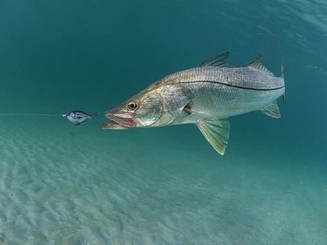 The Ones That Get Away: How Predatory Fish Pursue Evasive Prey
